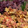 Гейхера гибридная (Heuchera x hybrida) Шампань С3 СП/24