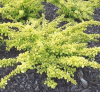 Барбарис Тунберга (Berberis thunbergii) Голден Карпет 40-60 С6,5 ПА/24