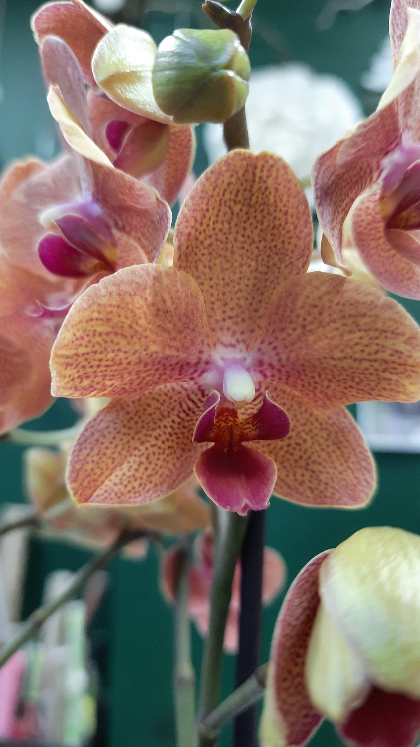 Новое поступление комнатных растений