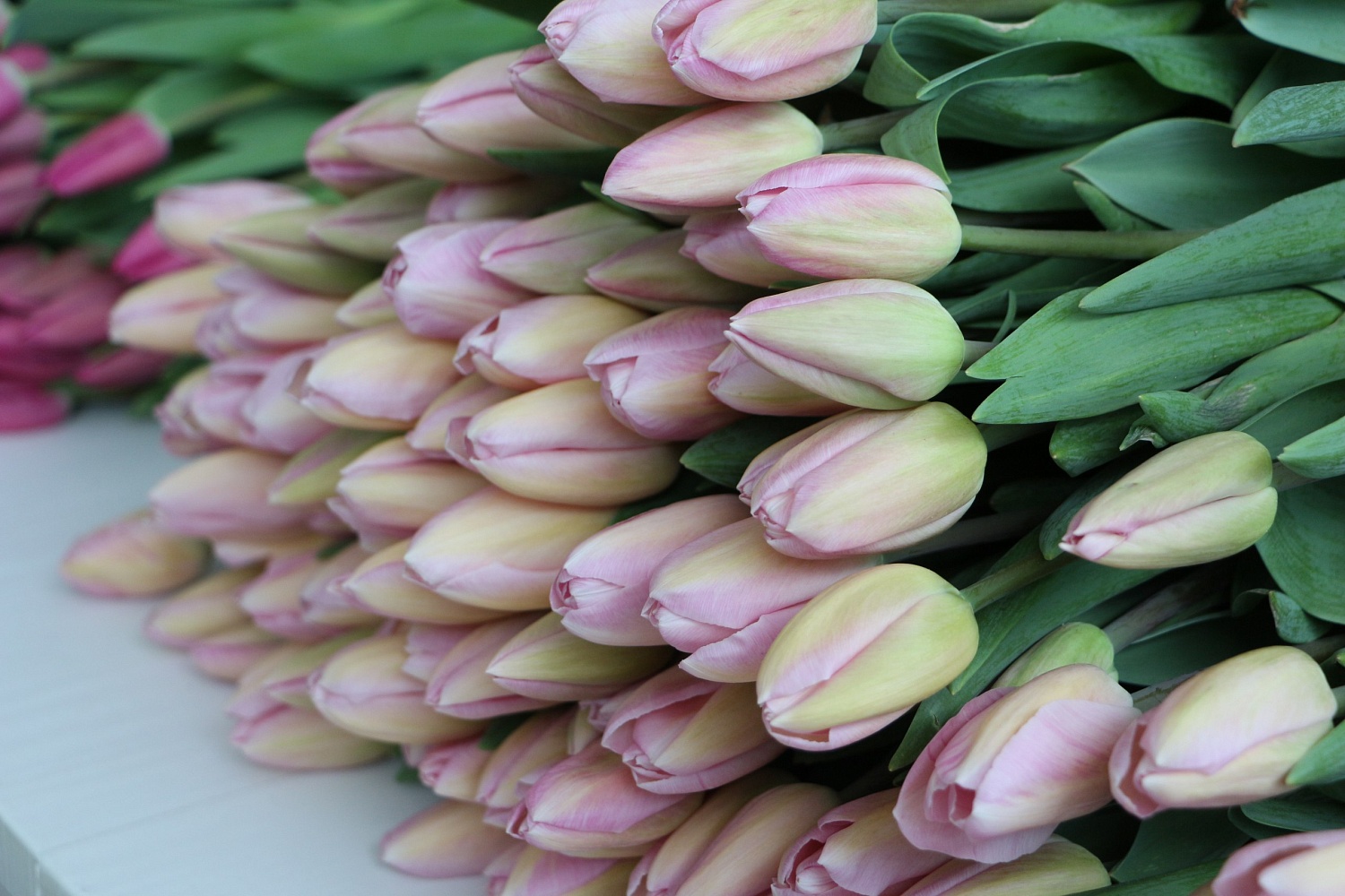 Дорогие друзья!