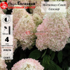 Гортензия метельчатая (Hydrangea paniculata) Меджикал Свит Саммер  С2 СП/26