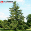 Лиственница европейская (Larix decidua) 100-125 С5 БАл/26