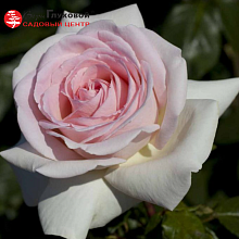 Основное изображение товара