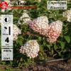 Гортензия метельчатая (Hydrangea paniculata) Строберри Блоссом  С2 СП/26