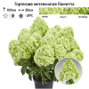 Гортензия метельчатая (Hydrangea paniculata) Панчетта С5 РАст/25