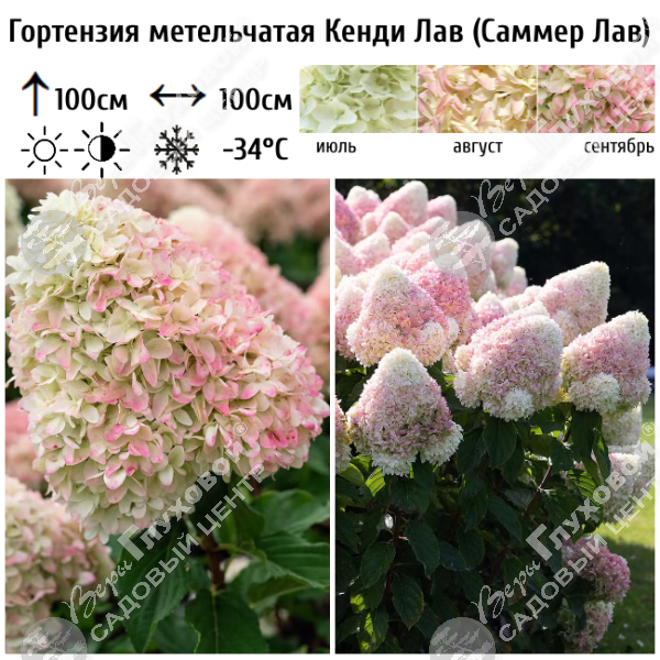 Гортензия метельчатая "Кенди Лав=Саммер Лав" на фото