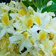 Азалия крупноцветковая 