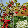 Боярышник точечный (Crataegus punctata) Людмил 250-300 С15 РСав/24