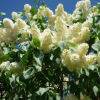 Сирень обыкновенная (Syringa vulgaris) Примроуз  40-60 С10 РН/24