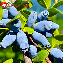 Основное изображение товара