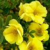Лапчатка кустарниковая (Potentilla fruticosa) Дабл Панч Голд 20-30 С2 ПК/23