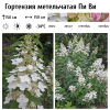 Гортензия метельчатая "Пи Ви" на фото
