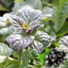 Мята (Mentha) Черная Смородина С2 РФр/26
