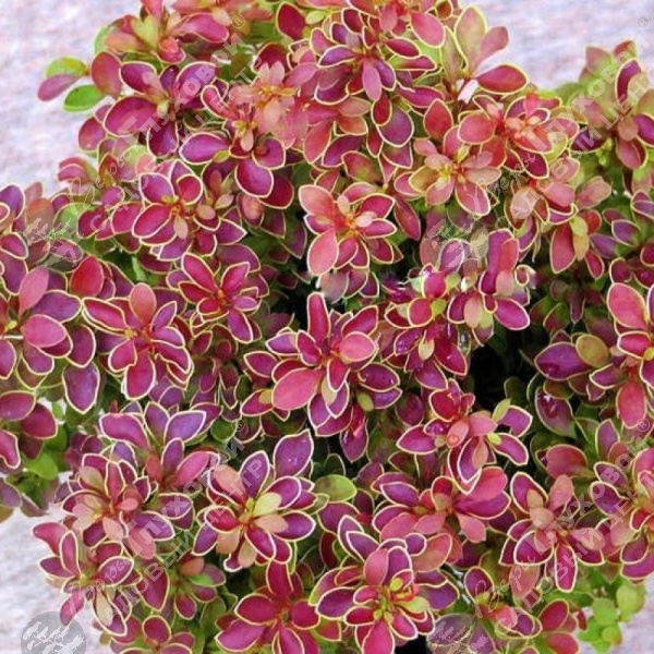 Барбарис Тунберга "Голден Ринг" на фото