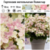Гортензия метельчатая (Hydrangea paniculata) Полистар  С3 СП/24