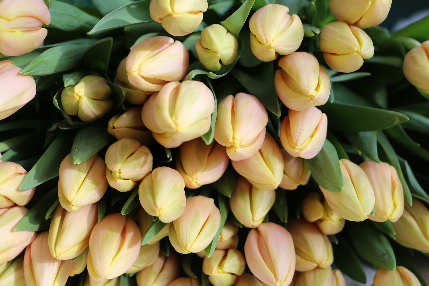 Дорогие друзья!