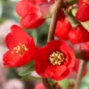 Хеномелес (Chaenomeles superba)   С5