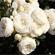 Роза полиантовая 