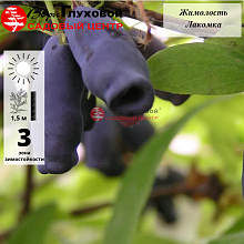 Основное изображение товара