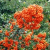 Пираканта (Pyracantha) Оранж Глоу С3 СП/23