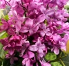 Сирень обыкновенная (Syringa vulgaris) Звезда Москвы С3 СП/25