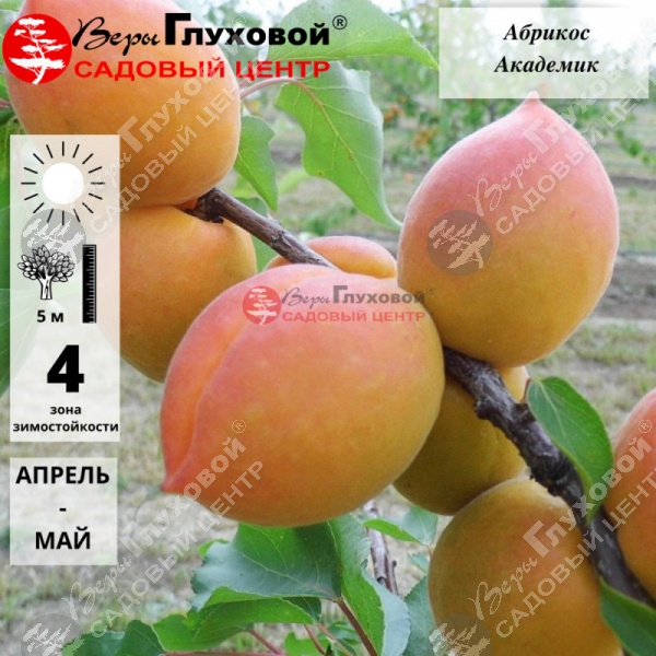 Абрикос "Академик" на фото