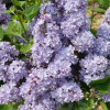 Сирень обыкновенная (Syringa vulgaris) Президент Греви  С7,5 ГлХ/22