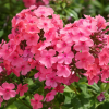 Флокс метельчатый (Phlox paniculata) Виндзор С2 ГлХ/26