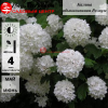 Калина обыкновенная (Viburnum opulus) Розеум  40-60 С5 БАл/25