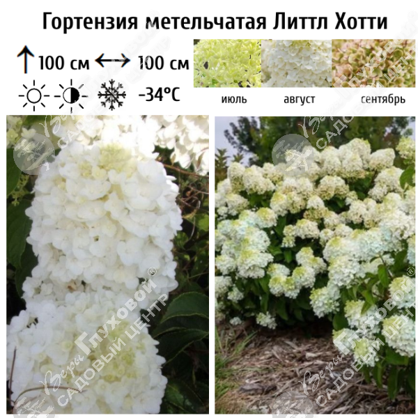 Гортензия метельчатая "Литтл Хотти" на фото