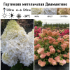Гортензия метельчатая (Hydrangea paniculata) Диамантино   С2 СП/26