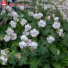 Герань кембриджская (Geranium cantabrigiense) Сейнт Ола С3 ГлХ/23