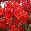 Азалия крупноцветковая 