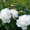 Пион молочноцветковый (Paeonia lactiflora) Ширли Темпл С3 РАх/25