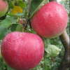 Яблоня Рождественское (зимний сорт) С5