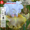 Ирис бородатый (Iris bearded) высокий Infusion Tilleul С3 ФК/23