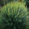 Ива пурпурная (Salix purpurea) Нана   С3 СП/25