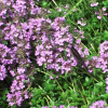 Тимьян ползучий (Thymus serpyllum) С2 РФр/26