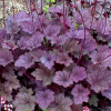 Гейхера гибридная "Фростед Вайолет" на фото