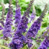 Буддлея Давида (Buddleja davidii) Эмпайр Блю 45-60 С10 БАл/23