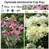Гортензия метельчатая (Hydrangea paniculata) Стар Роуз  С3 СП/26
