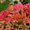 Гейхера (Heuchera) Мармелад С3 СП/24