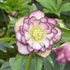 Морозник восточный (Нelleborus orientalis) Дабл Эллен Пикоти С3 ГлХ/26