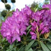 Рододендрон (Rhododendron) крупноцветковый 'Bolestaw Chrobry' 30-40 С5 ПЧ/24