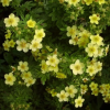 Лапчатка кустарниковая (Potentilla fruticosa) Элизабет С3 СП/23