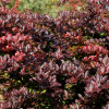 Барбарис Тунберга (Berberis thunbergii) Кармен С3 СП/23