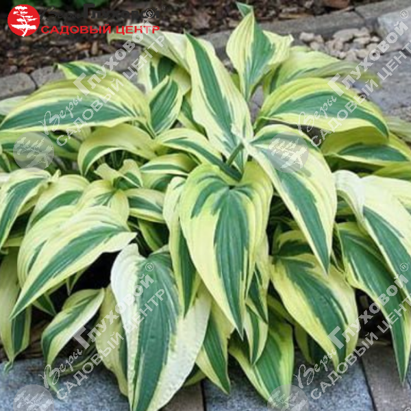 Хоста "Лейксайд Драгонфлай" на фото