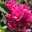 Вейгела цветущая  