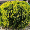 Туя западная (Thuja occidentalis) Мириам 20/+ С3 БдН/24