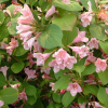 Вейгела цветущая (Weigela florida) Пикобелла Роза С3 СП/25